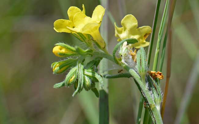 Lithospermum cobrense, Smooththroat Stoneseed, Southwest Desert Flora